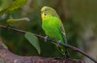 Budgie or common parakeet, native to Australia Art Print